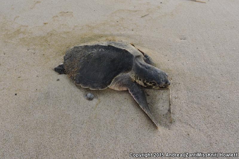 Kemp's Ridley Sea Turtle (Lepidochelys kempii)