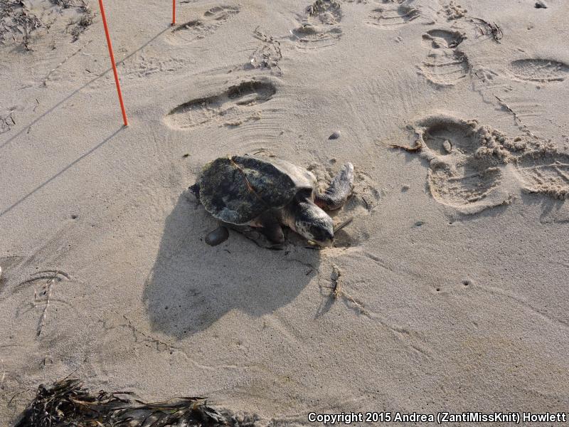 Kemp's Ridley Sea Turtle (Lepidochelys kempii)