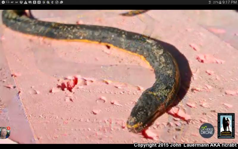 Yellow-bellied Sea Snake (Pelamis platurus)