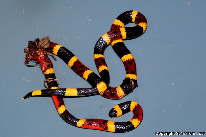 Texas Coralsnake (Micrurus tener tener)