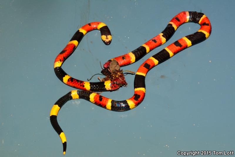 Texas Coralsnake (Micrurus tener tener)