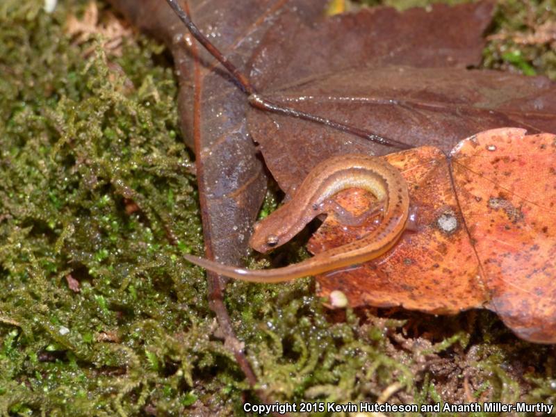 Chamberlain's Dwarf Salamander (Eurycea chamberlaini)