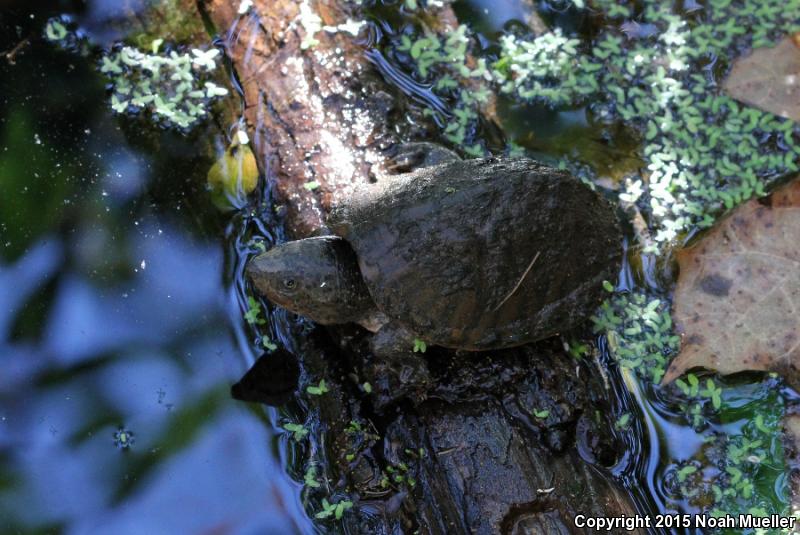 Loggerhead Musk Turtle (Sternotherus minor minor)