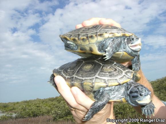 Mangrove Diamond-backed Terrapin (Malaclemys terrapin rhizophorarum)