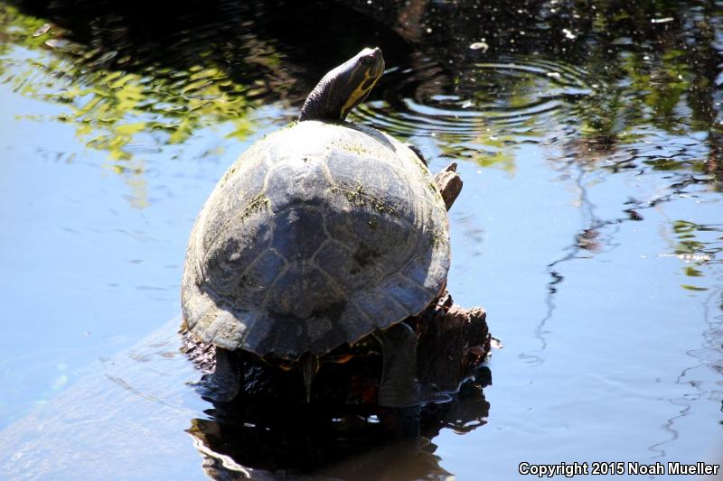 Suwannee Cooter (Pseudemys suwanniensis)