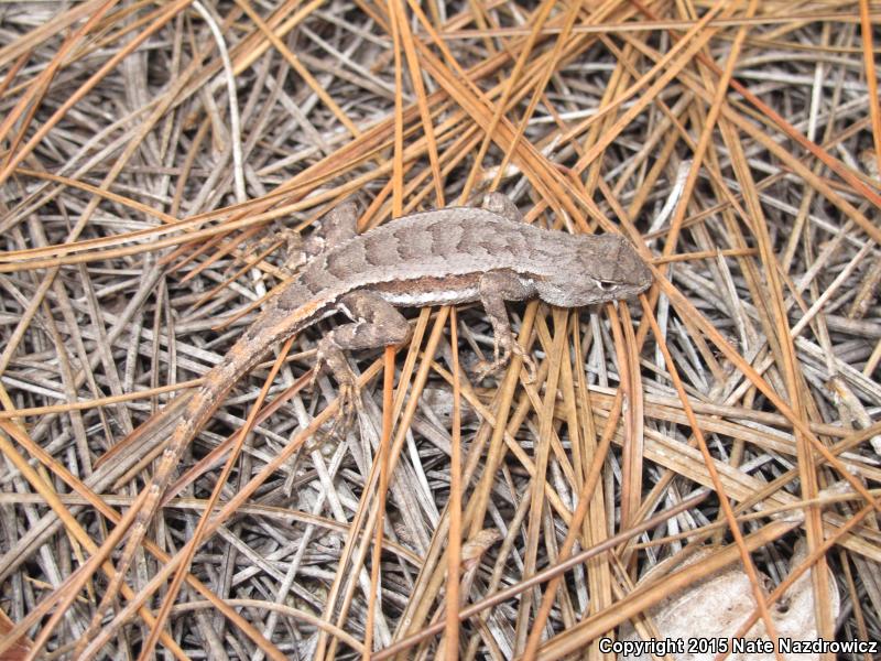 Florida Scrub Lizard (Sceloporus woodi)