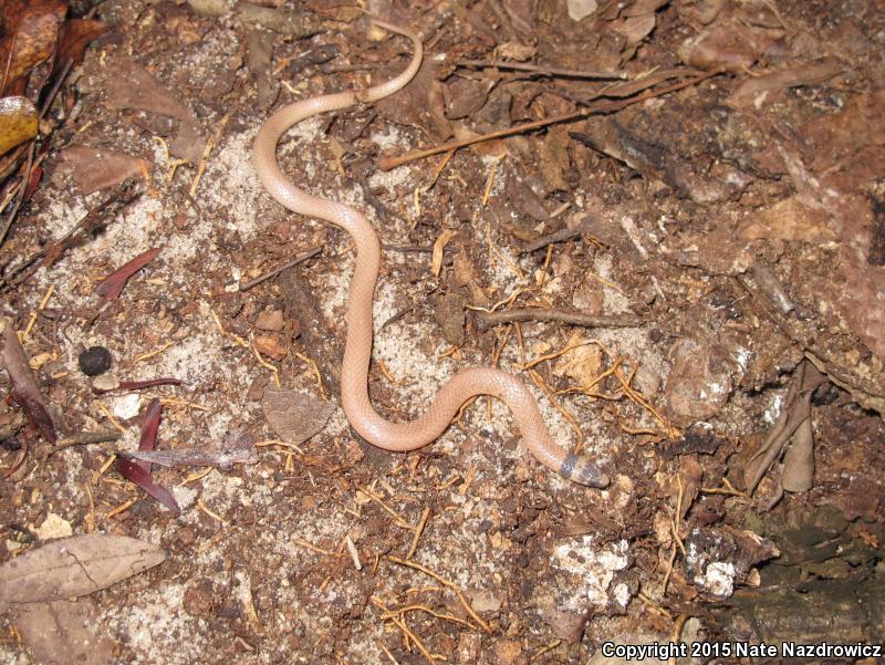 Peninsula Crowned Snake (Tantilla relicta relicta)