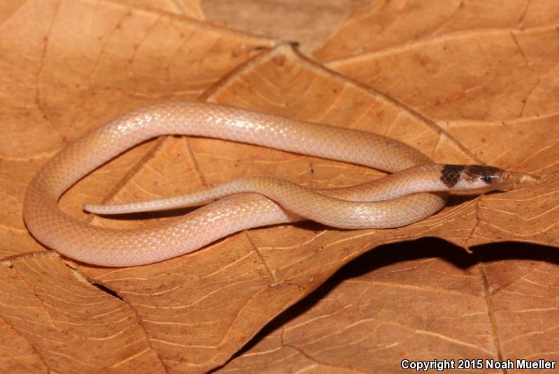 Central Florida Crowned Snake (Tantilla relicta neilli)