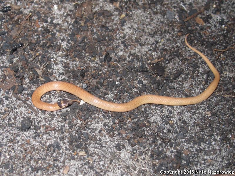 Peninsula Crowned Snake (Tantilla relicta relicta)