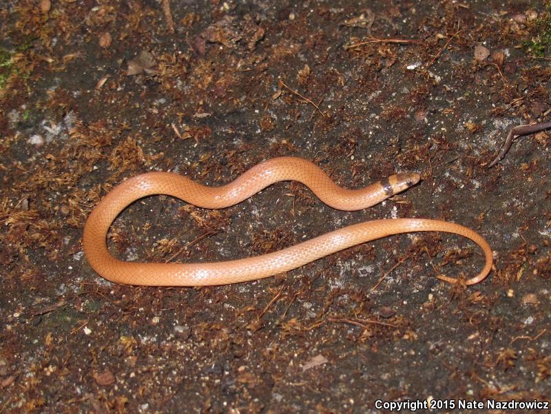 Peninsula Crowned Snake (Tantilla relicta relicta)