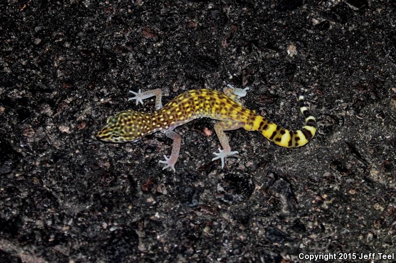 Penninsular Banded Gecko (Coleonyx switaki)