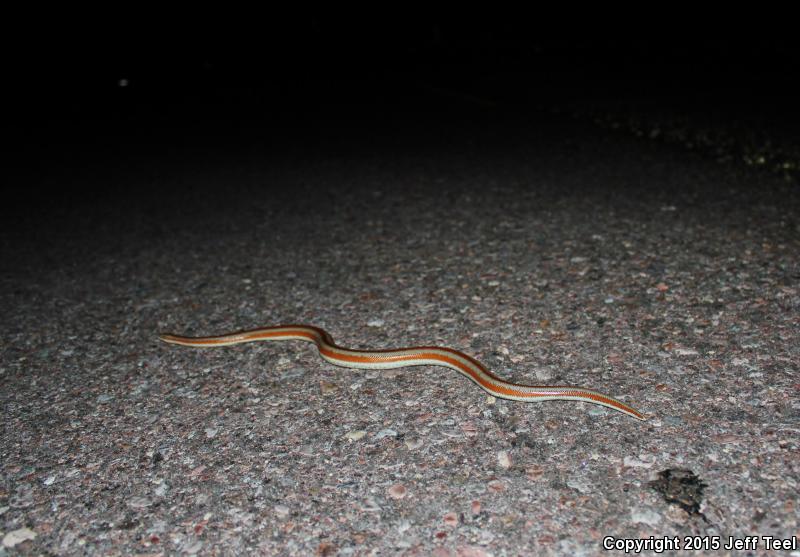 Mid-Baja Rosy Boa (Lichanura trivirgata saslowi)