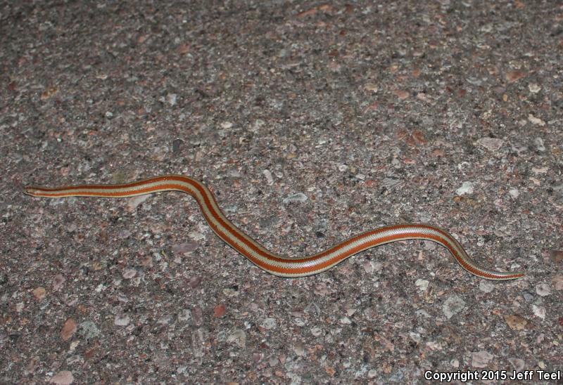 Mid-Baja Rosy Boa (Lichanura trivirgata saslowi)