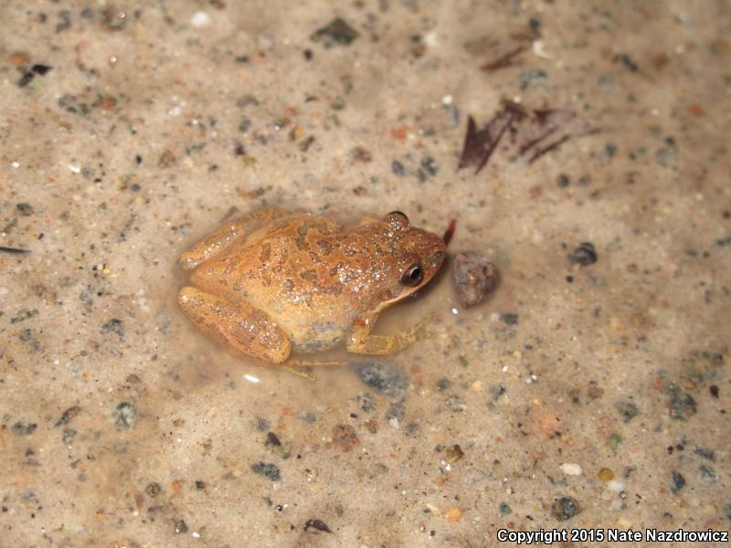 Southern Chorus Frog (Pseudacris nigrita)