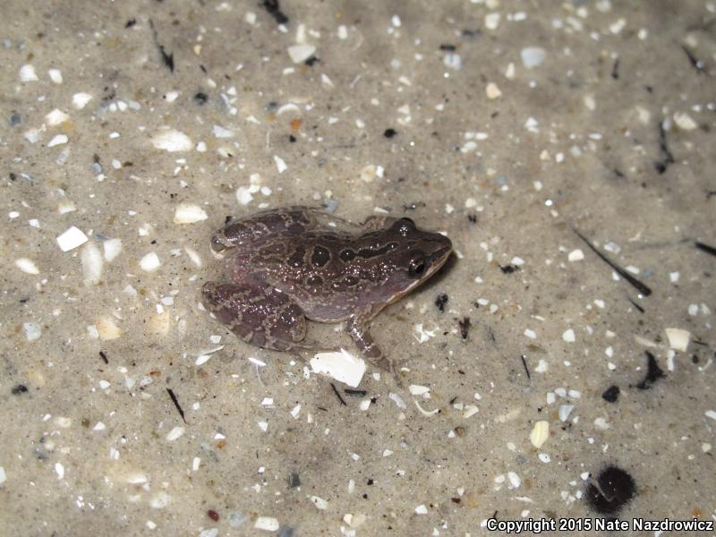 Southern Chorus Frog (Pseudacris nigrita)