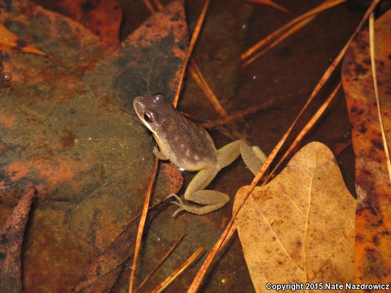 Southern Chorus Frog (Pseudacris nigrita)