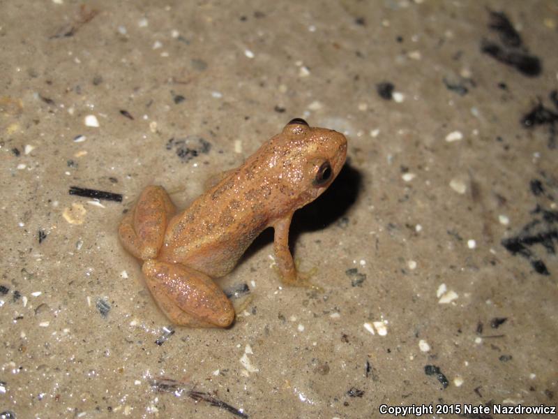 Southern Chorus Frog (Pseudacris nigrita)