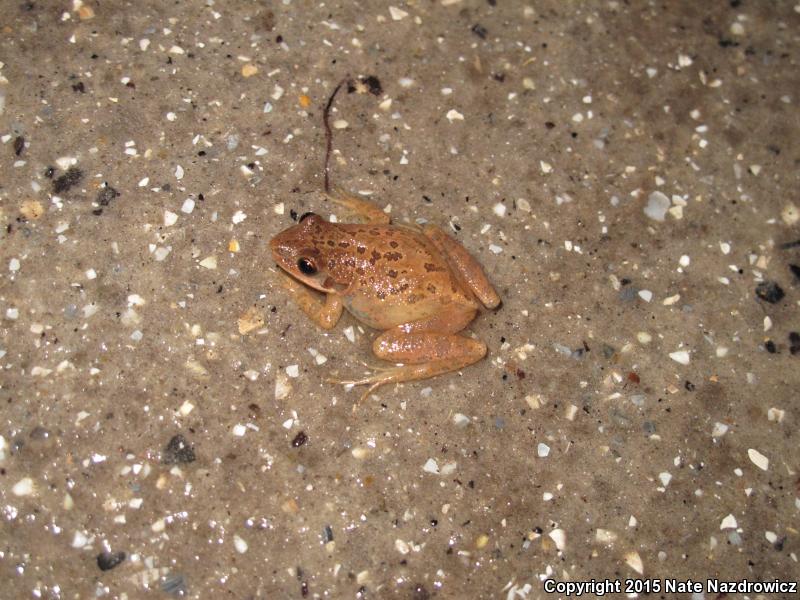 Southern Chorus Frog (Pseudacris nigrita)