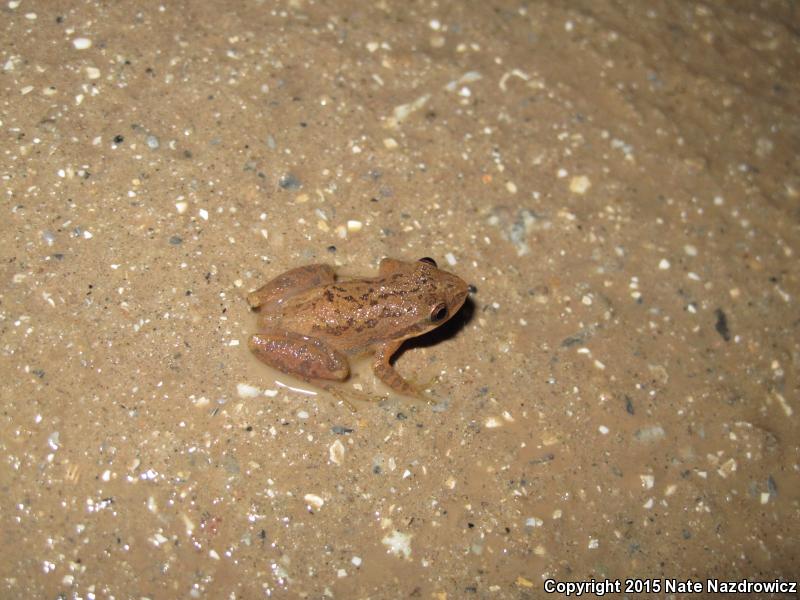 Southern Chorus Frog (Pseudacris nigrita)