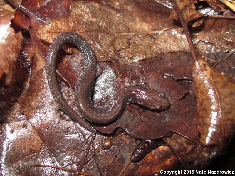 Shenandoah Mountain Salamander (Plethodon virginia)
