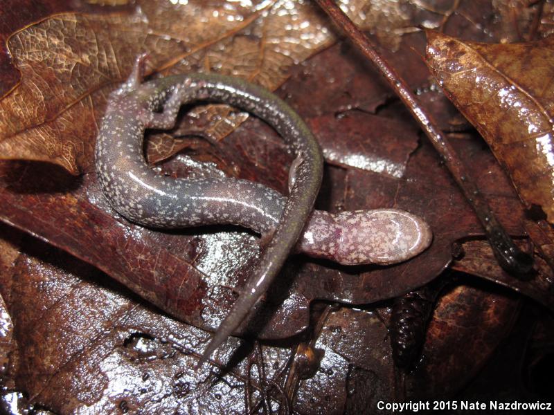 Shenandoah Mountain Salamander (Plethodon virginia)