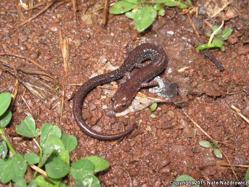 Shenandoah Mountain Salamander (Plethodon virginia)