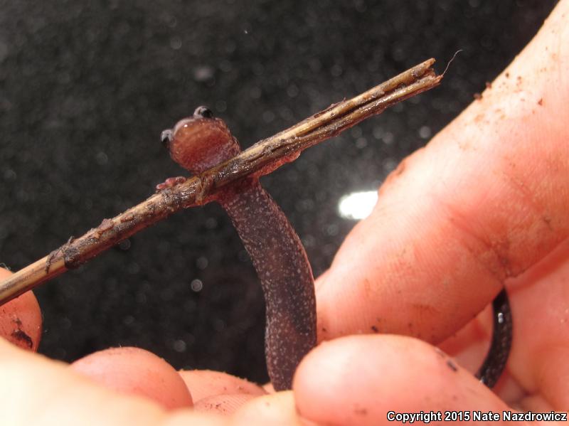 Shenandoah Mountain Salamander (Plethodon virginia)