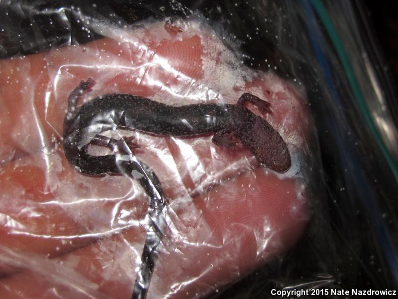 Shenandoah Mountain Salamander (Plethodon virginia)