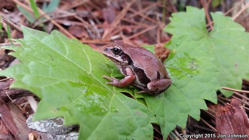 Ornate Chorus Frog (Pseudacris ornata)