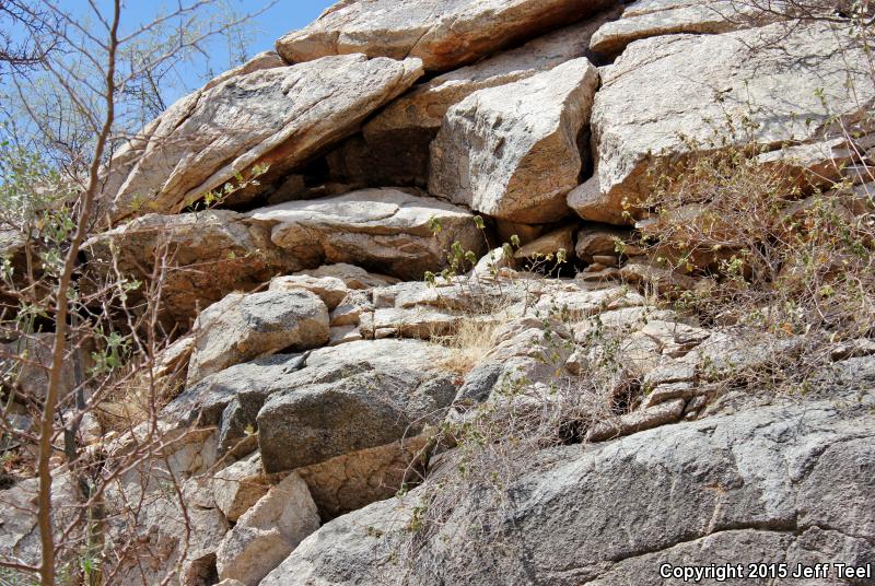 Short-nosed Rock Lizard (Petrosaurus repens)