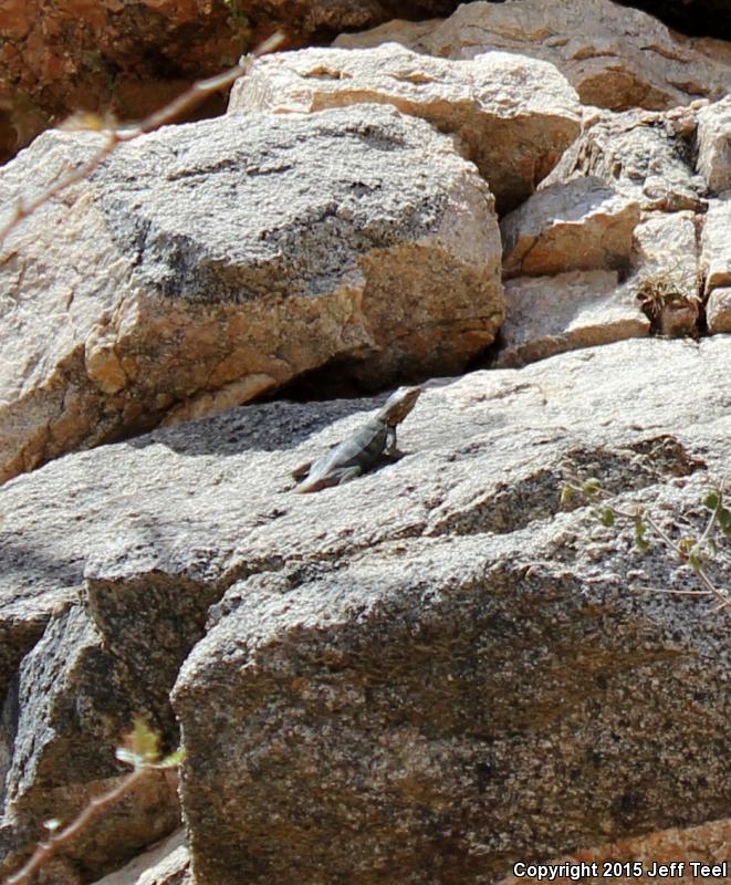 Short-nosed Rock Lizard (Petrosaurus repens)