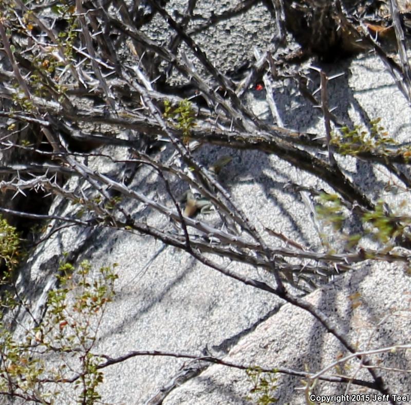 Short-nosed Rock Lizard (Petrosaurus repens)