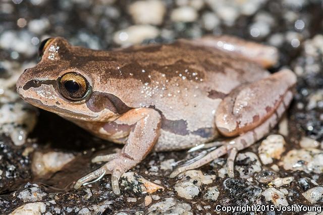 Ornate Chorus Frog (Pseudacris ornata)