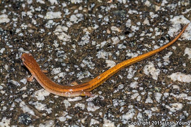Chamberlain's Dwarf Salamander (Eurycea chamberlaini)