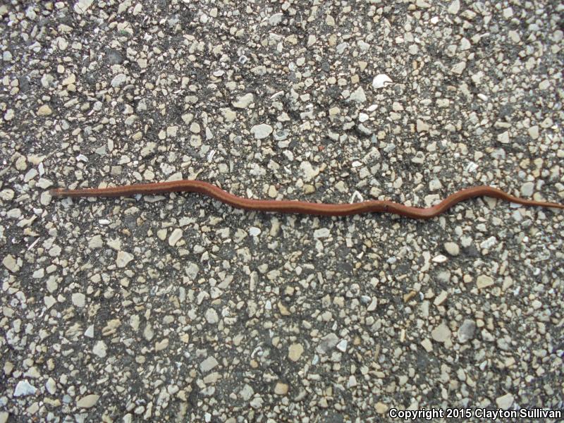 Florida Brownsnake (Storeria victa)