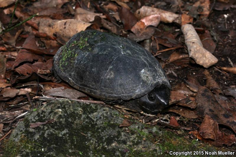 Loggerhead Musk Turtle (Sternotherus minor minor)