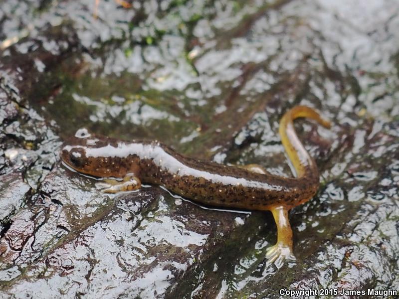 Cascade Torrent Salamander (Rhyacotriton cascadae)