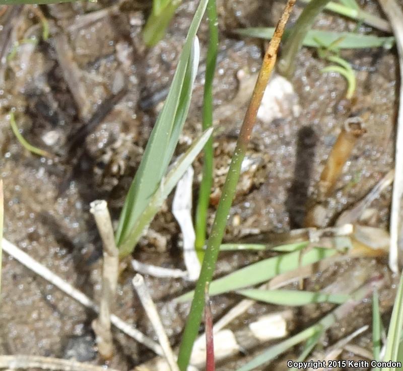 Yosemite Toad (Anaxyrus canorus)