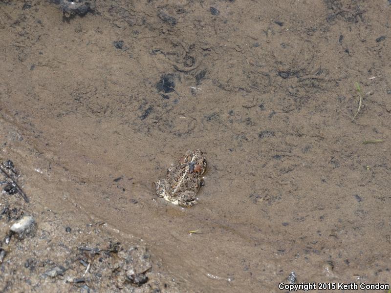 Yosemite Toad (Anaxyrus canorus)