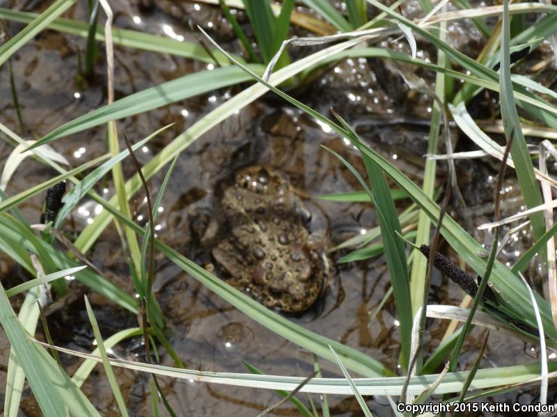 Yosemite Toad (Anaxyrus canorus)