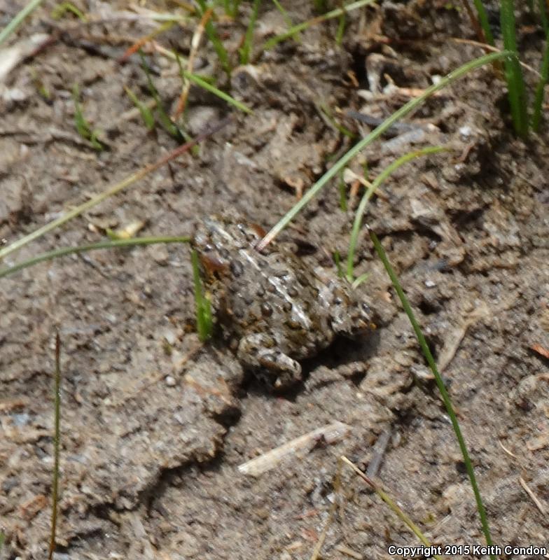 Yosemite Toad (Anaxyrus canorus)