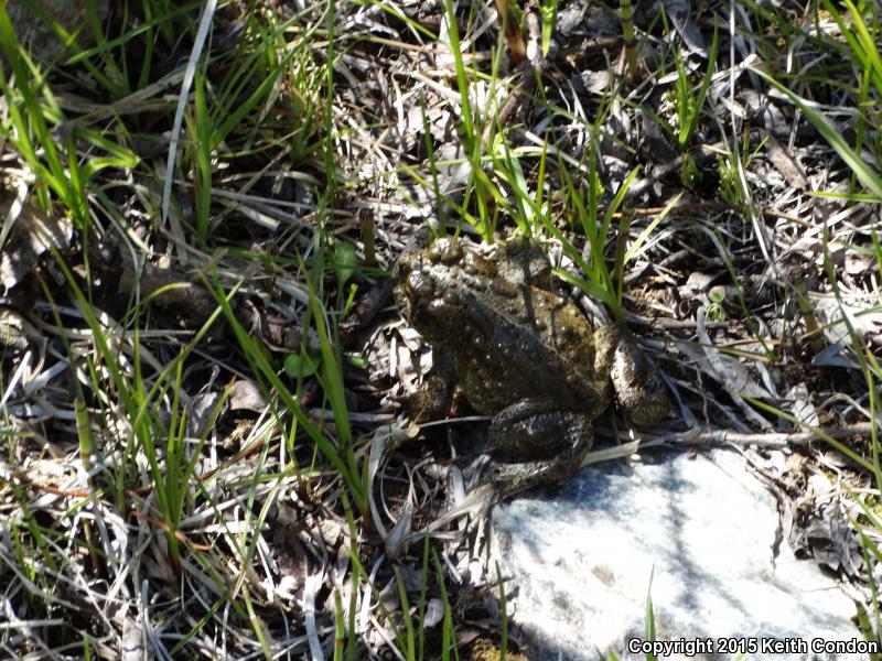 Yosemite Toad (Anaxyrus canorus)