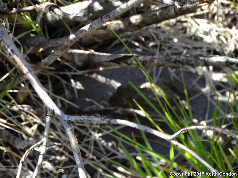 Yosemite Toad (Anaxyrus canorus)