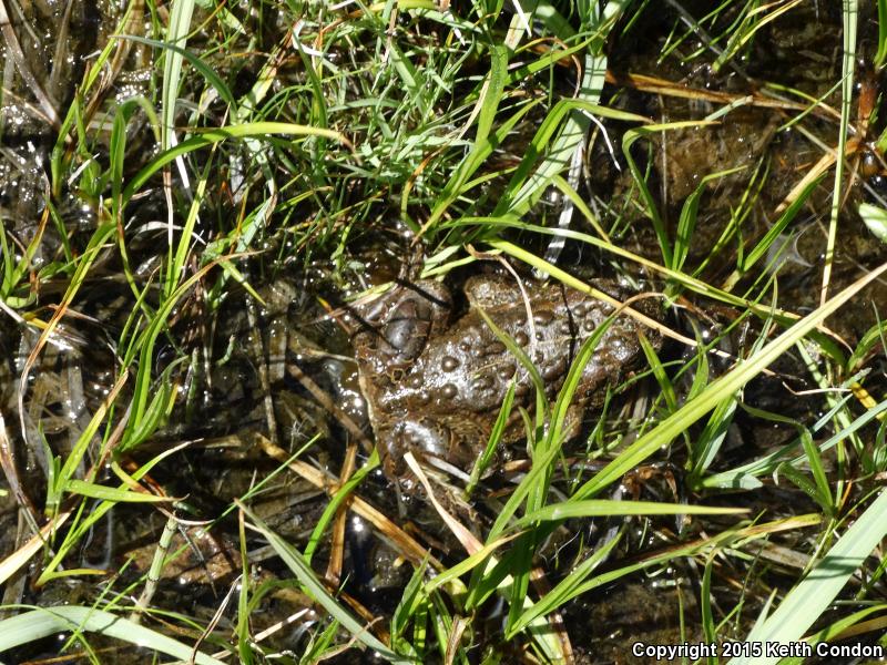 Yosemite Toad (Anaxyrus canorus)