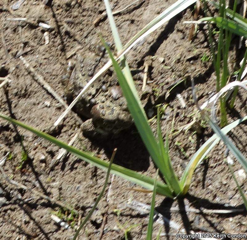 Yosemite Toad (Anaxyrus canorus)