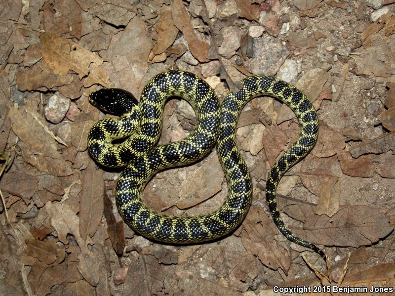 Western Black Kingsnake (Lampropeltis getula nigrita)