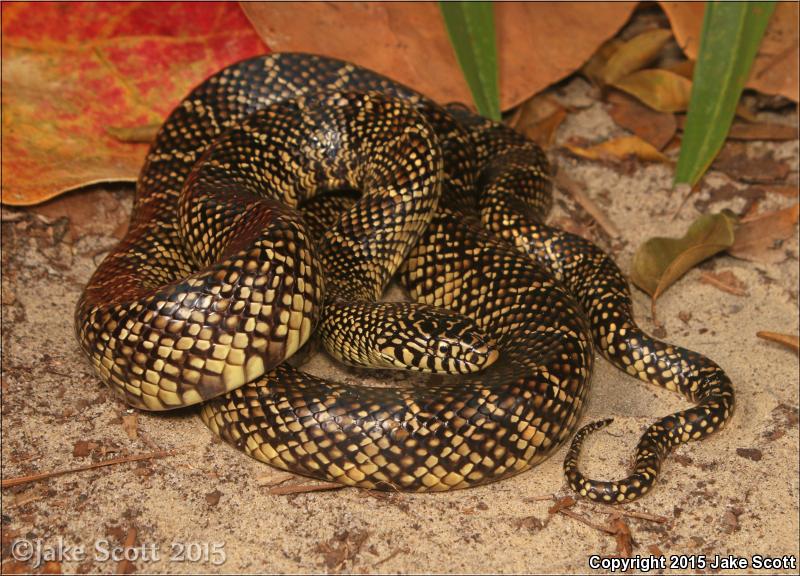 Florida Kingsnake (Lampropeltis getula floridana)