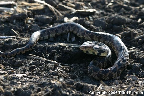 Western Foxsnake (Pantherophis vulpinus)