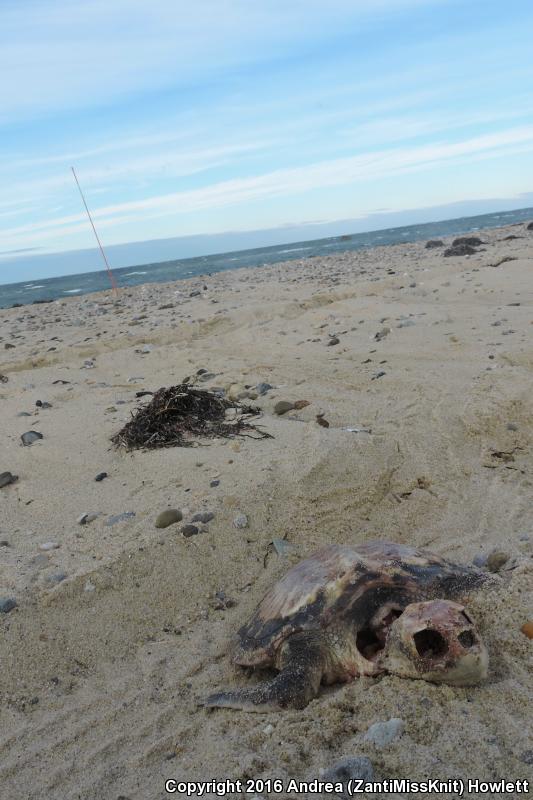 Kemp's Ridley Sea Turtle (Lepidochelys kempii)