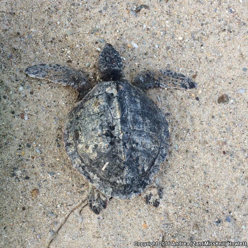 Kemp's Ridley Sea Turtle (Lepidochelys kempii)